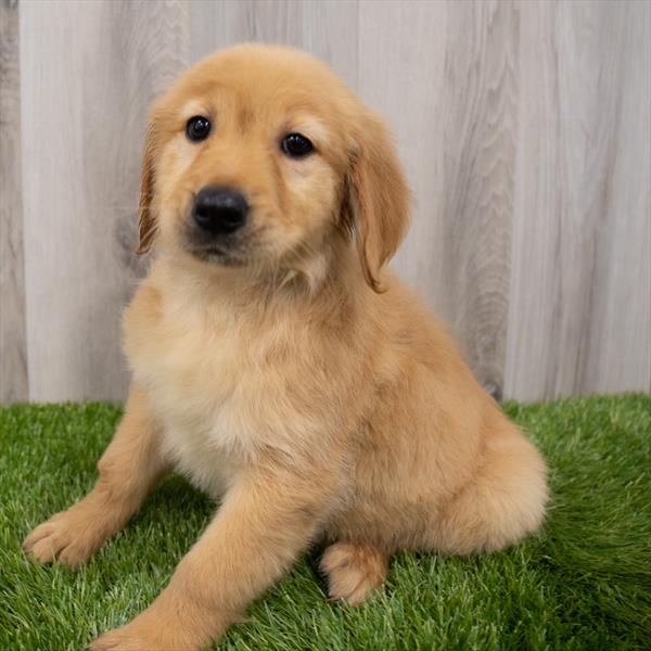 Golden Retriever Puppy For Sale