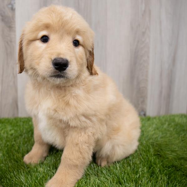 Golden Retriever Puppy For Sale