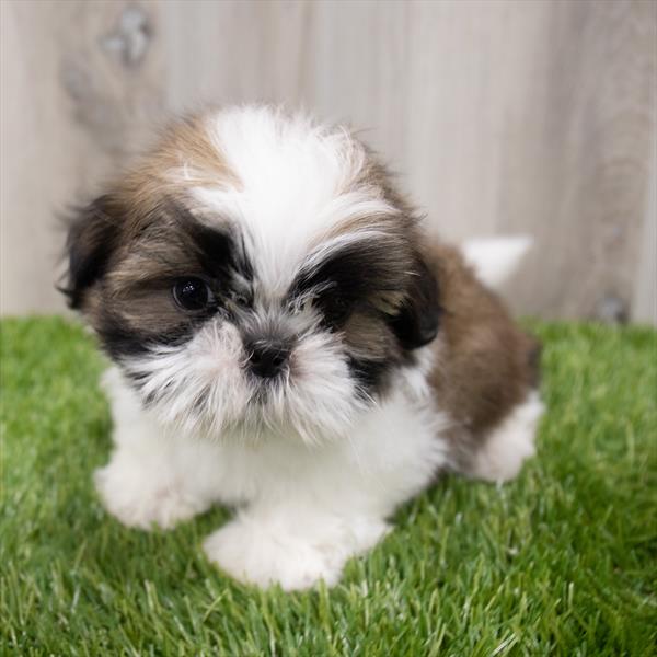 Shih Tzu Puppy For Sale
