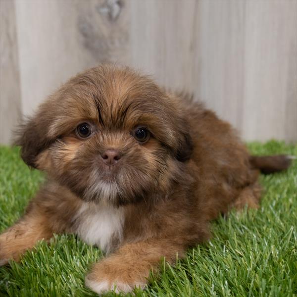 Shih Tzu Puppy For Sale