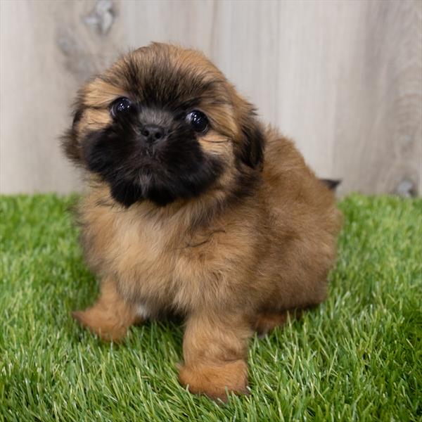 Shih Tzu Puppy For Sale