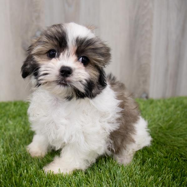 Malshi Puppy For Sale