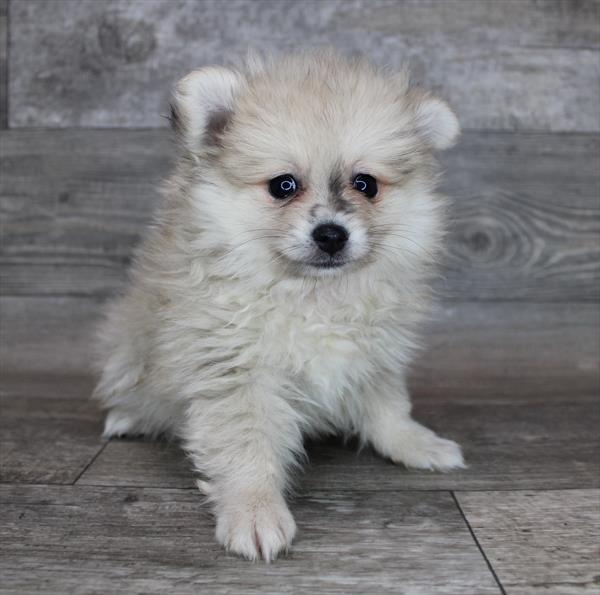 Pomeranian Puppy For Sale