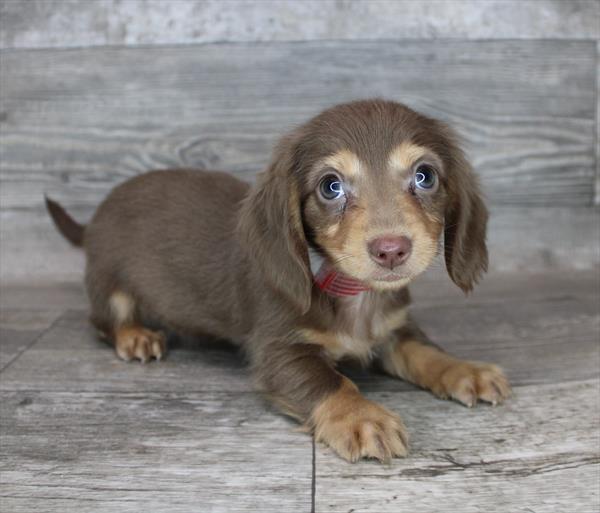 Dachshund Puppy For Sale