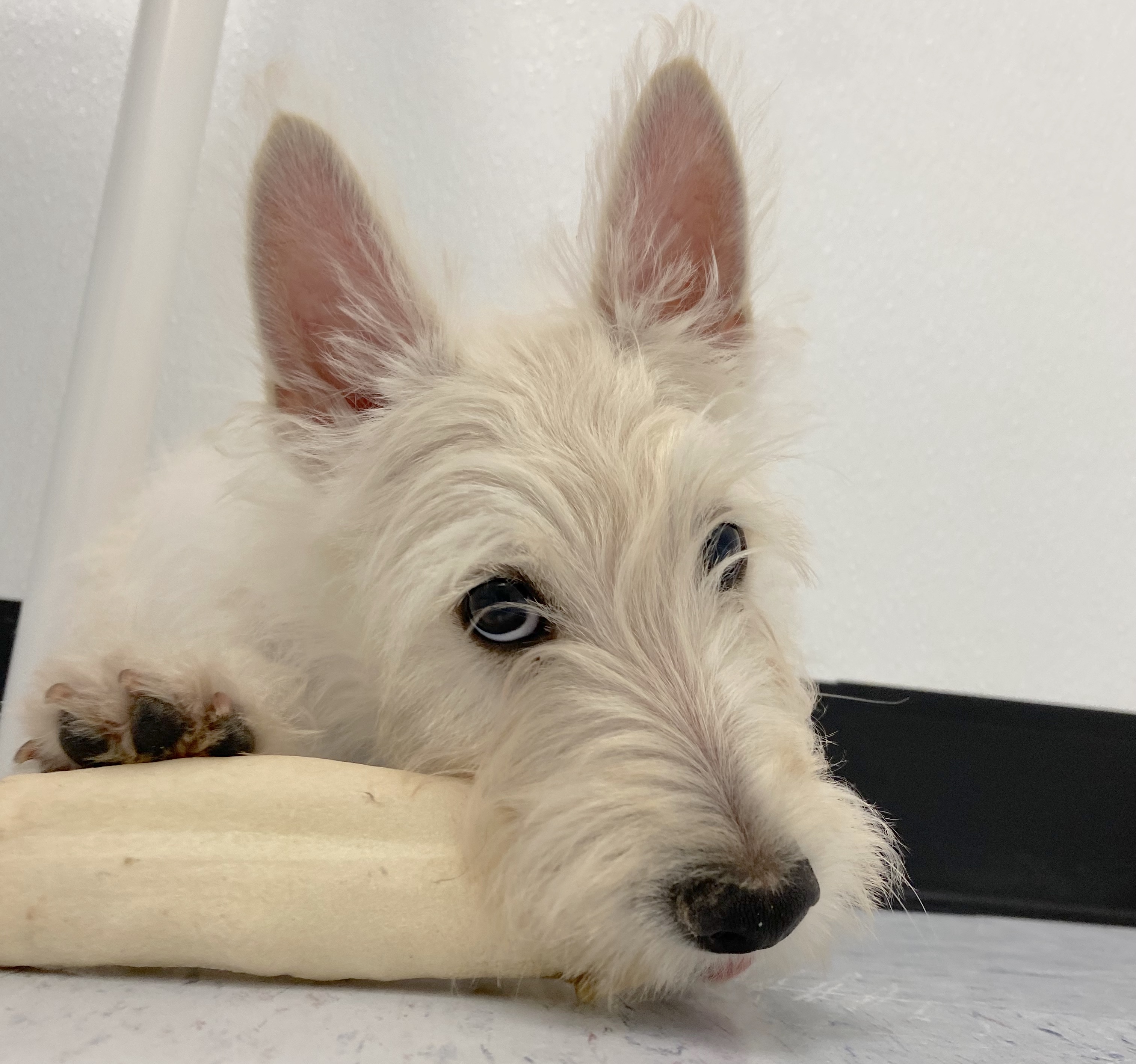 Scottish Terrier Puppy For Sale