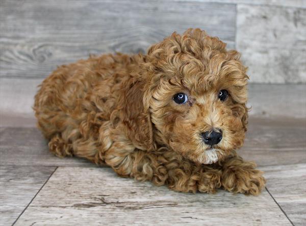 Poodle Puppy For Sale