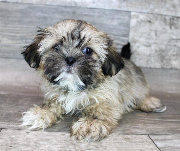 Shih Tzu Puppy For Sale