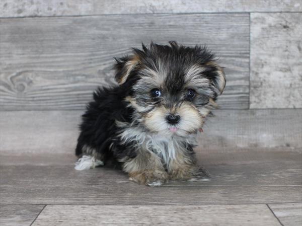Morkie Puppy For Sale