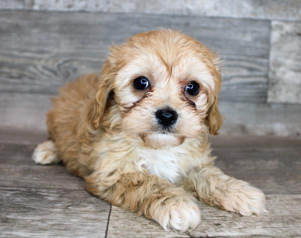 Cavachon Puppy For Sale