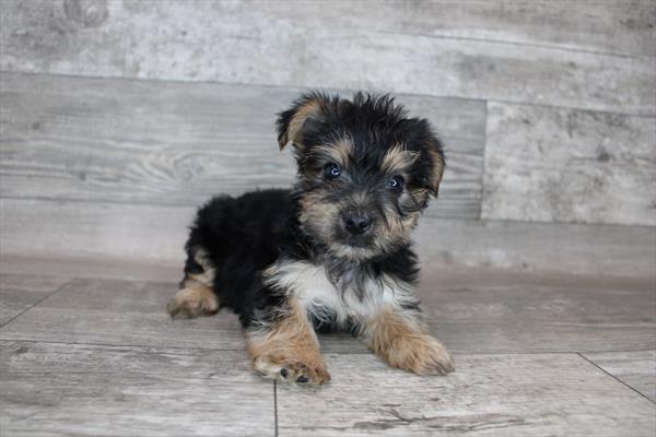 Yorkshire Terrier Puppy For Sale