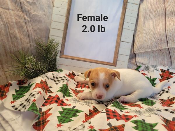 Chihuahua Puppy For Sale