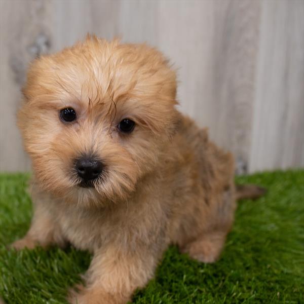 Morkie Puppy For Sale