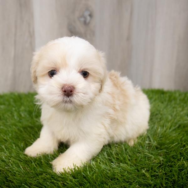 Maltipoo Puppy For Sale