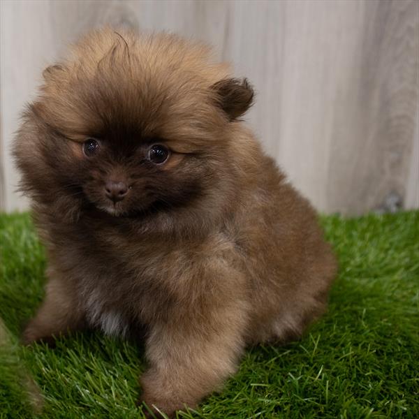 Pomeranian Puppy For Sale