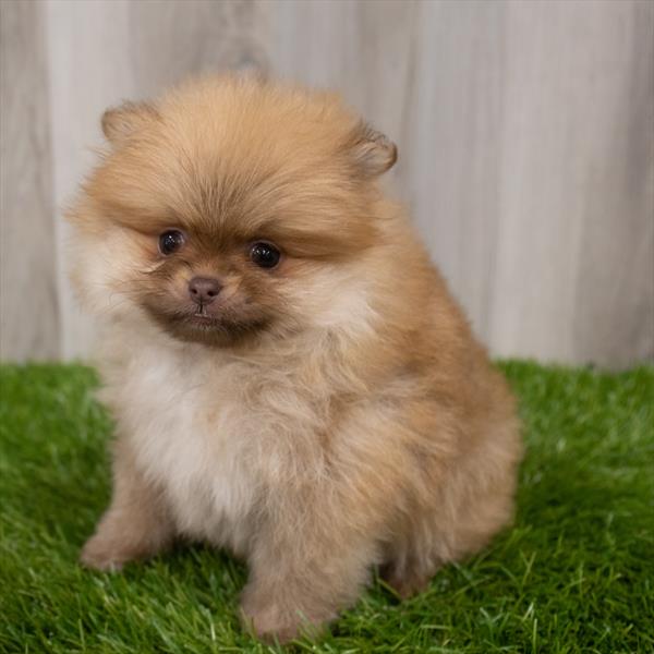 Pomeranian Puppy For Sale