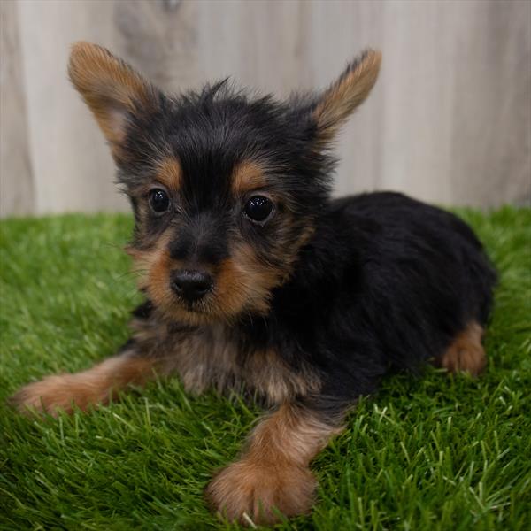 Silky Terrier Puppy For Sale