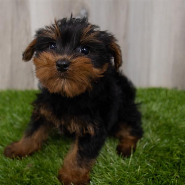 Yorkshire Terrier Puppy For Sale