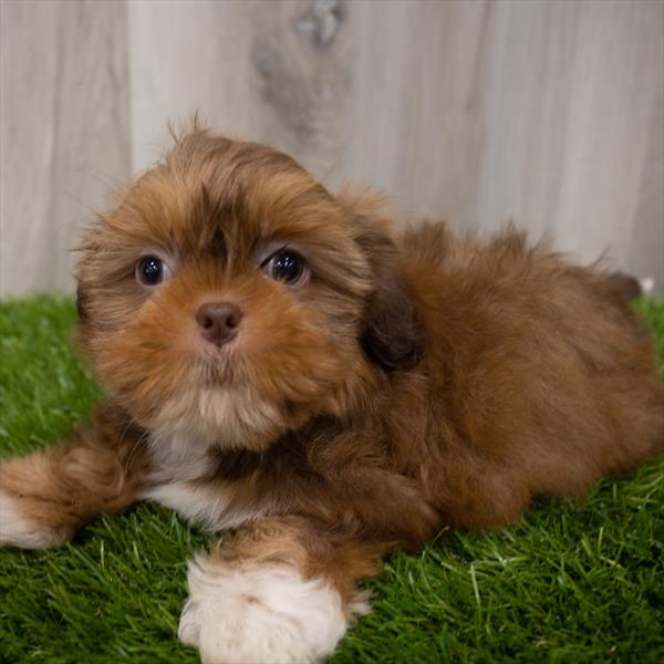 Shih Tzu Puppy For Sale