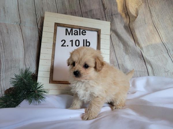 Pomapoo Puppy For Sale
