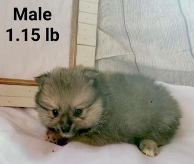 Pomeranian Puppy For Sale