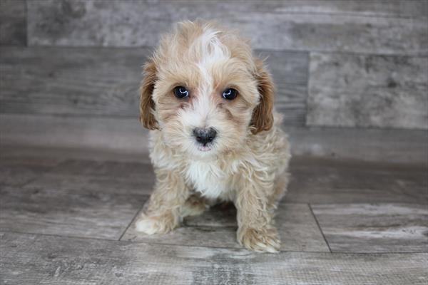 Maltipoo Puppy For Sale