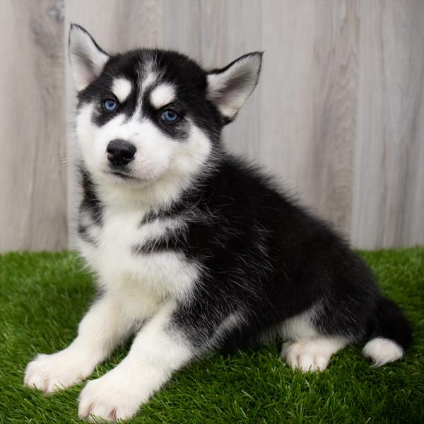 Siberian Husky Puppy For Sale