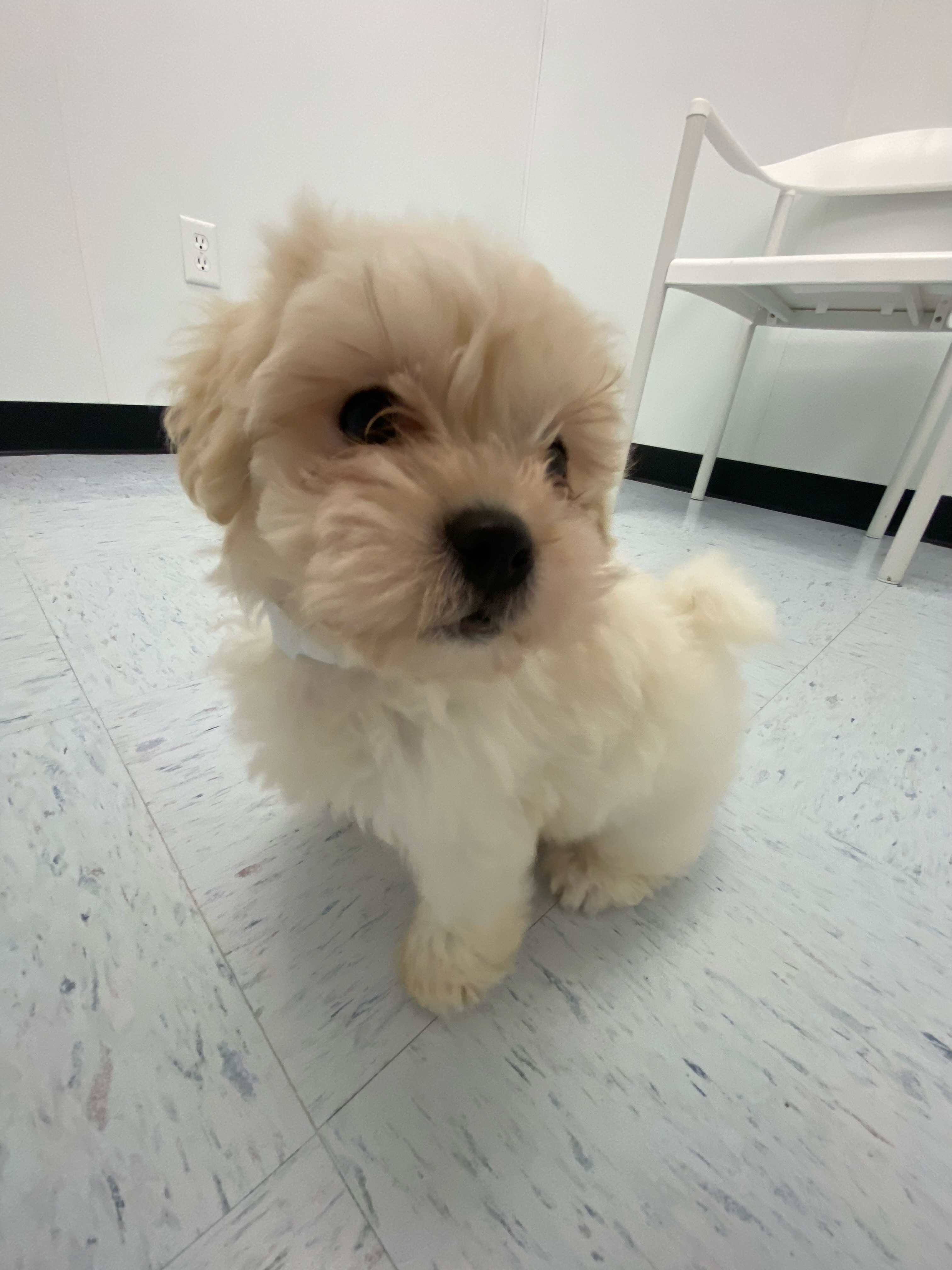 Maltipoo Puppy For Sale