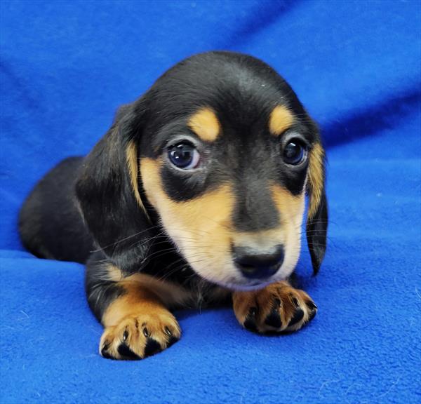 Dachshund Puppy For Sale