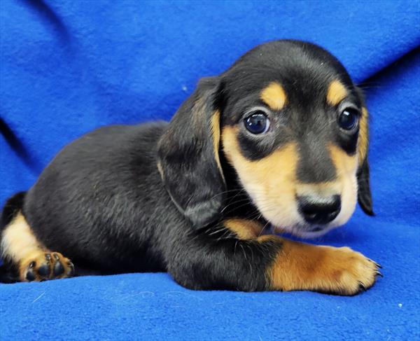 Dachshund Puppy For Sale