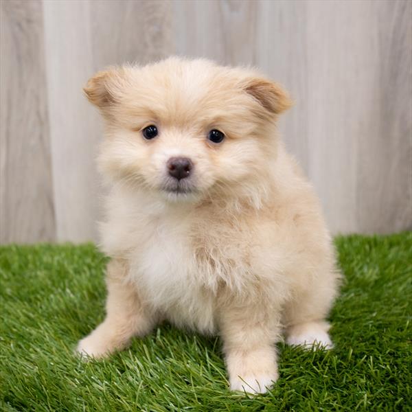 Pomeranian Puppy For Sale