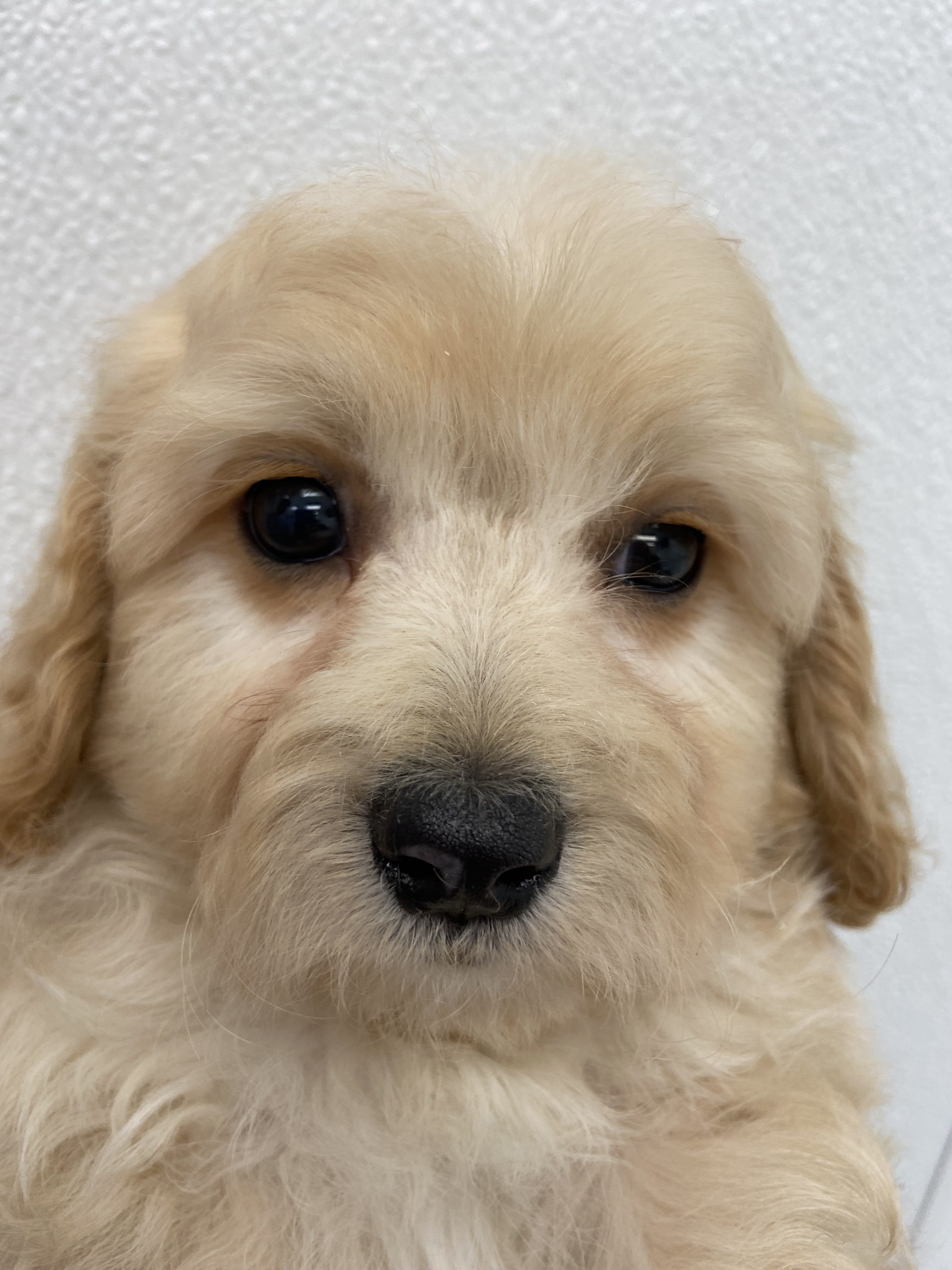 Cavachon Puppy For Sale