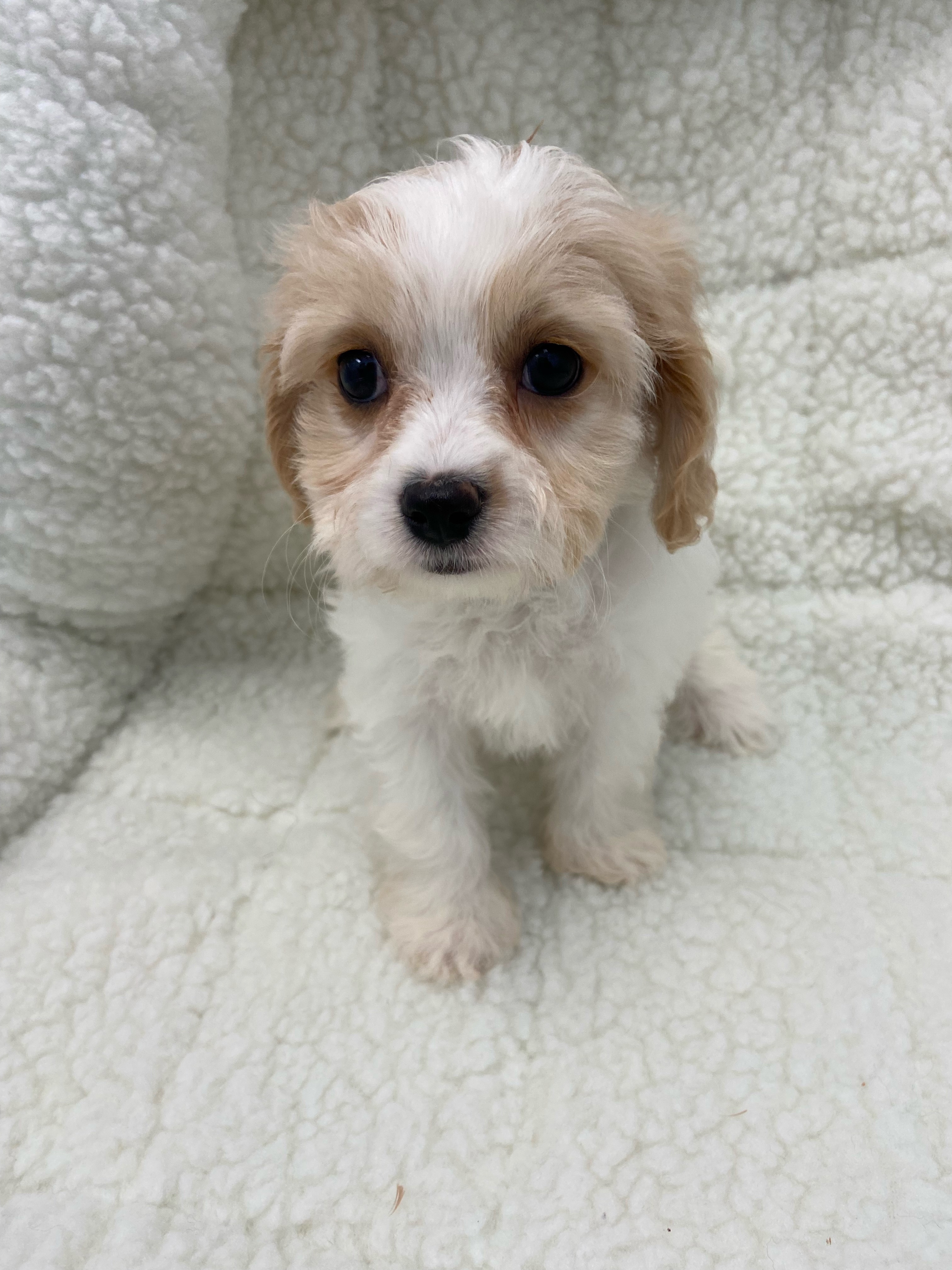 Cavachon Puppy For Sale