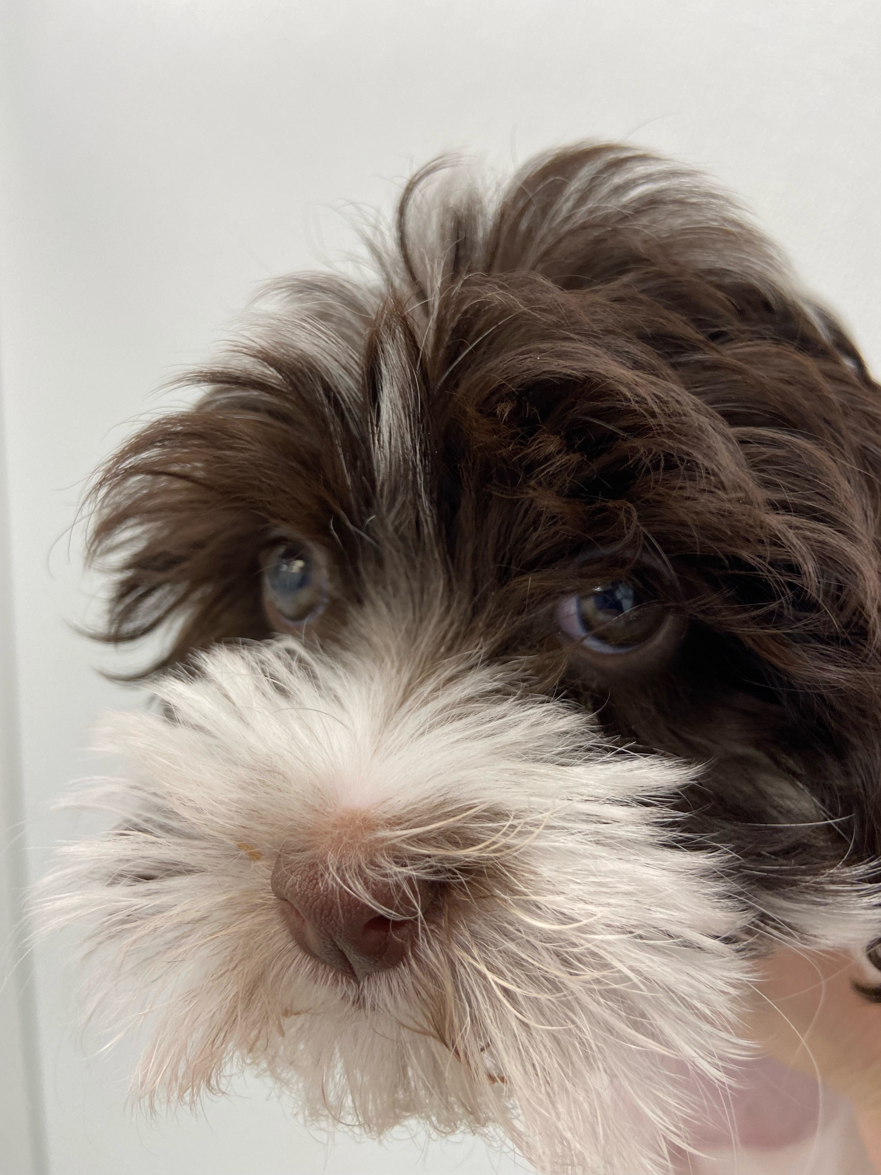 Havanese Puppy For Sale