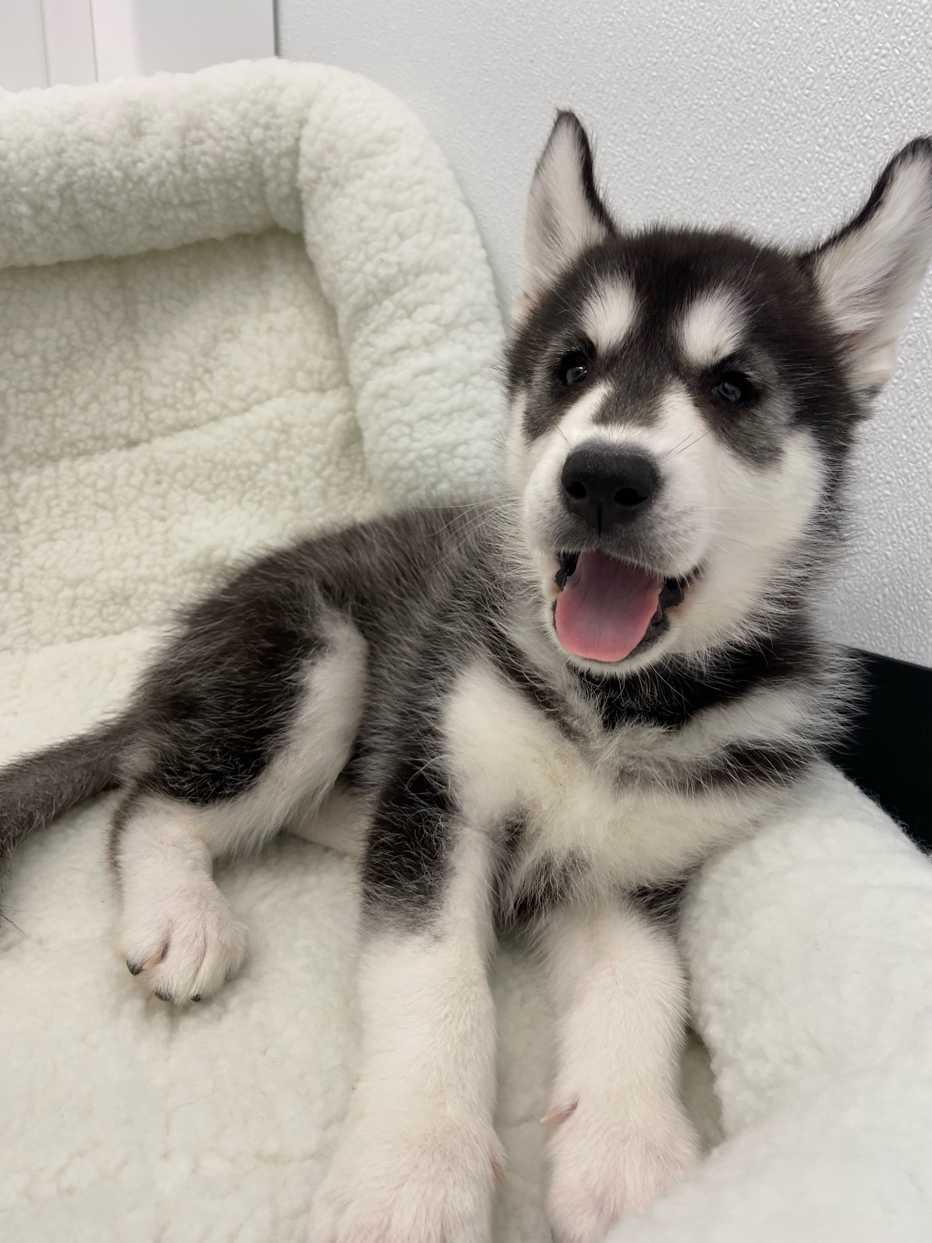 Siberian Husky Puppy For Sale