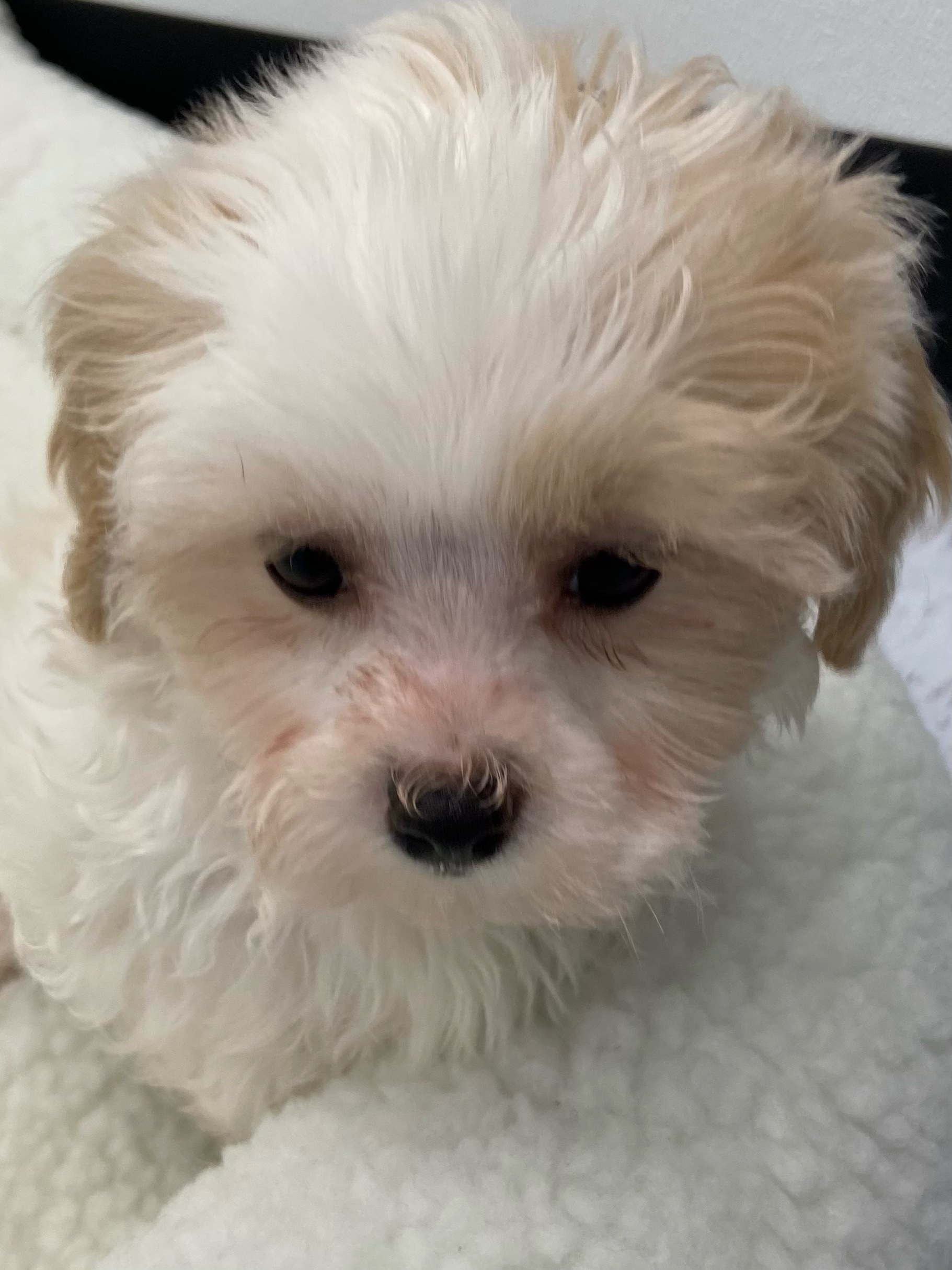 Shiapoo Puppy For Sale
