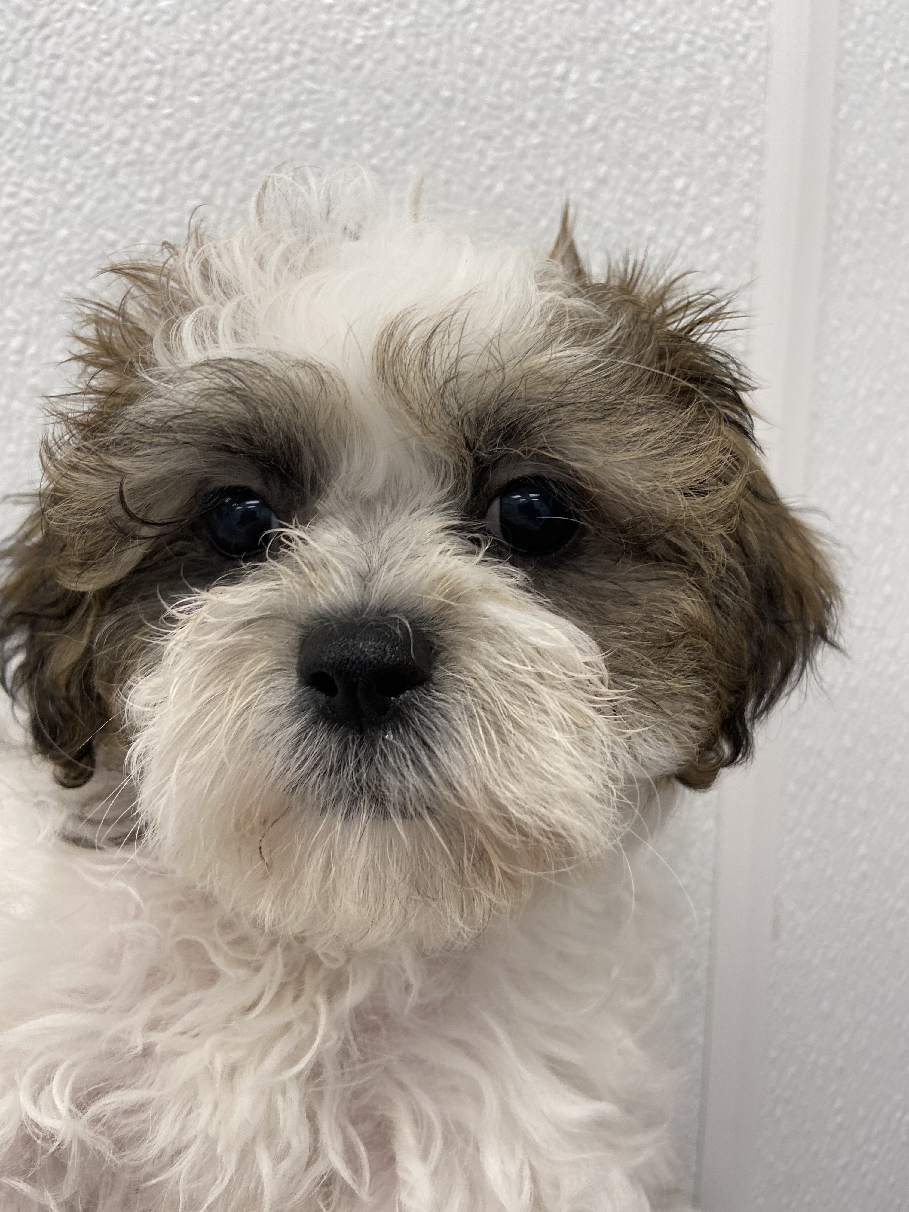 Shiapoo Puppy For Sale