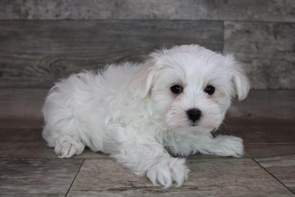 Maltese Puppy For Sale