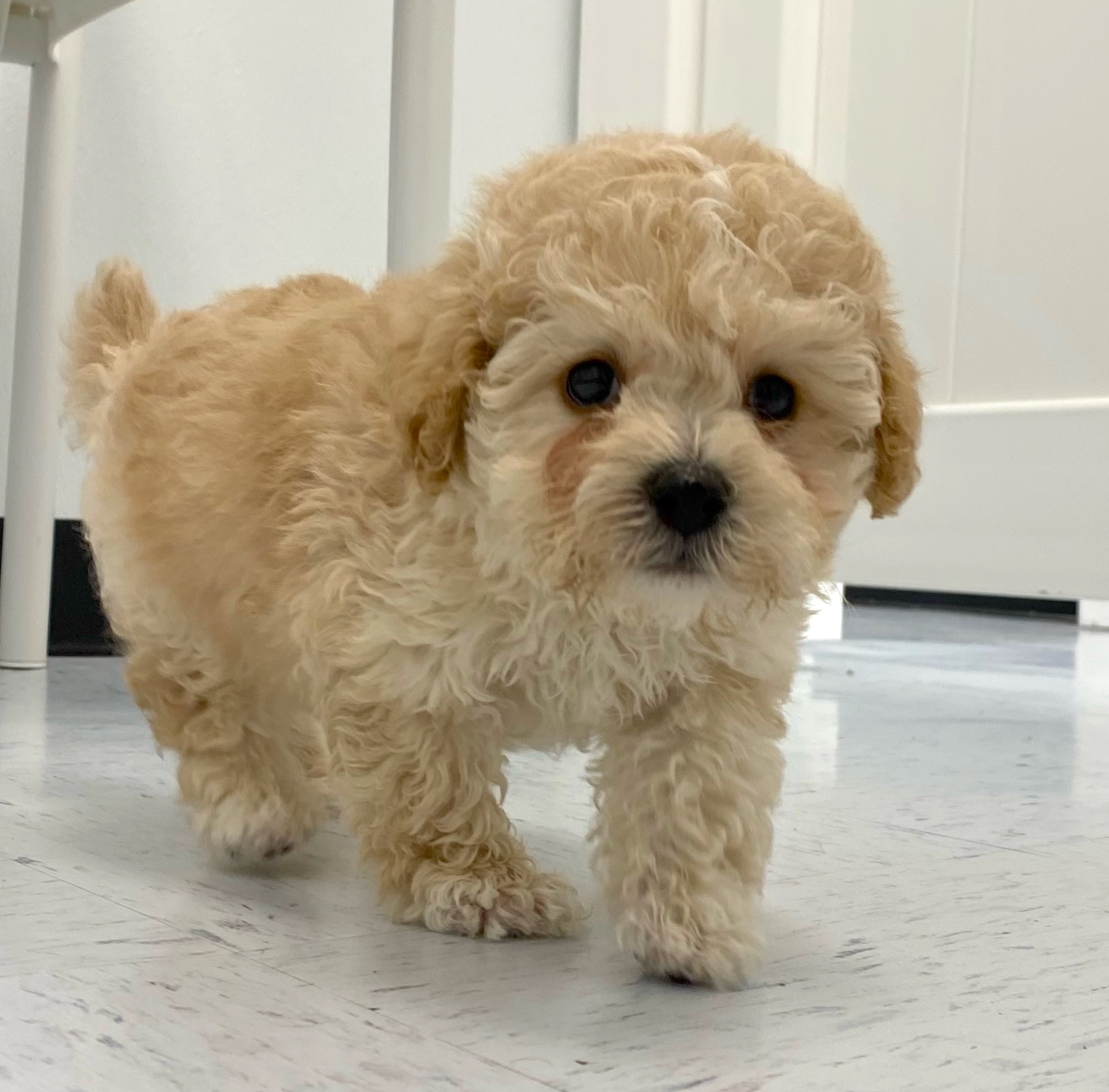 Bichonpoo Puppy For Sale