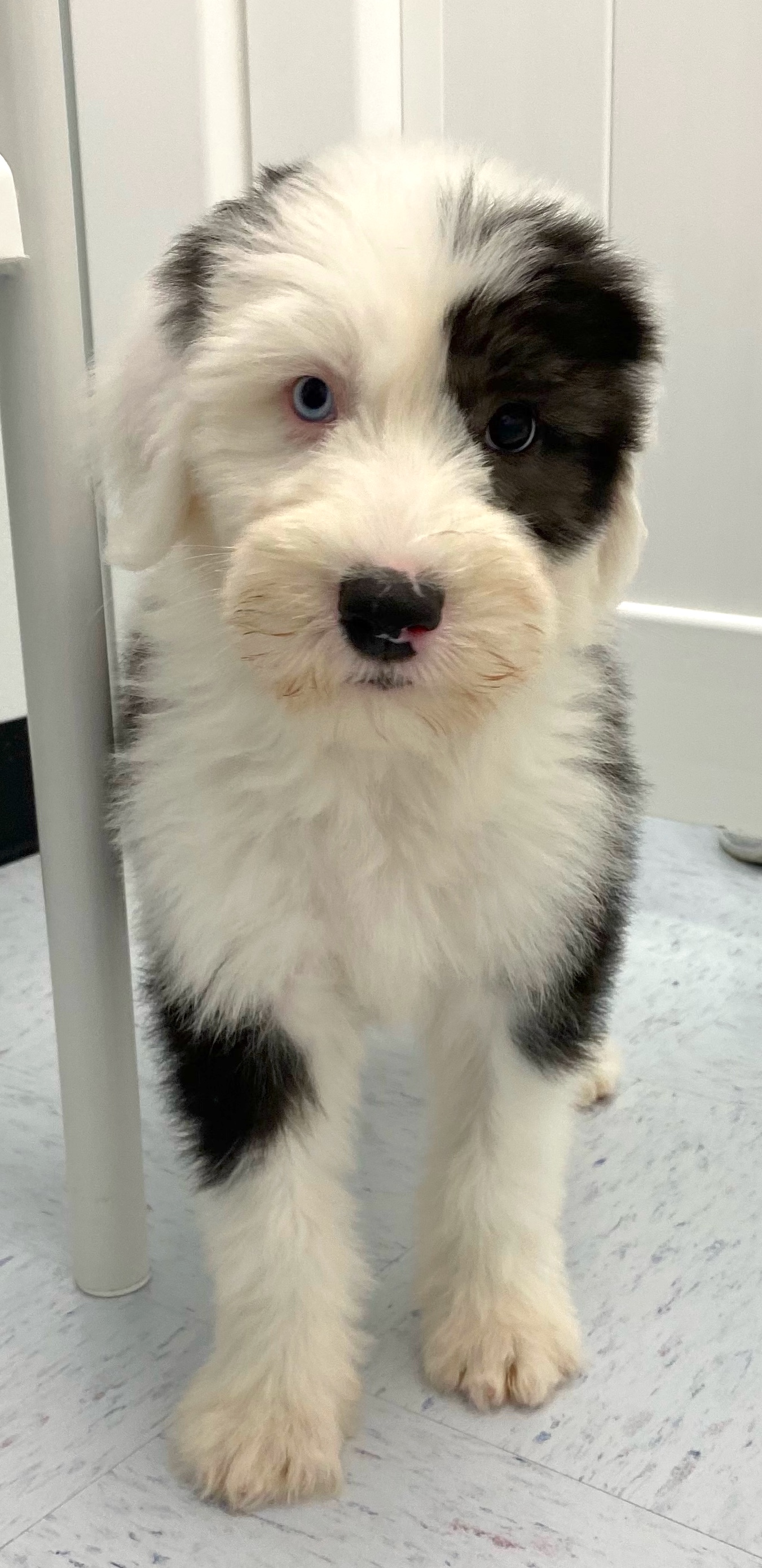 Old English Sheepdog Puppy For Sale
