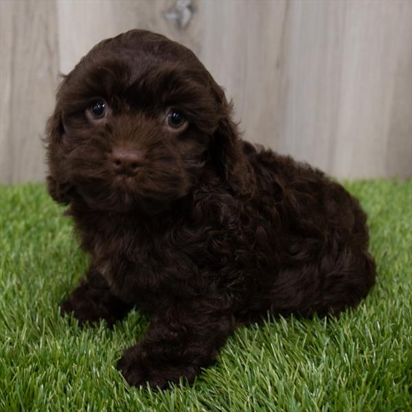 Cockapoo Puppy For Sale