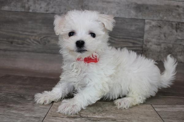 Maltese Puppy For Sale
