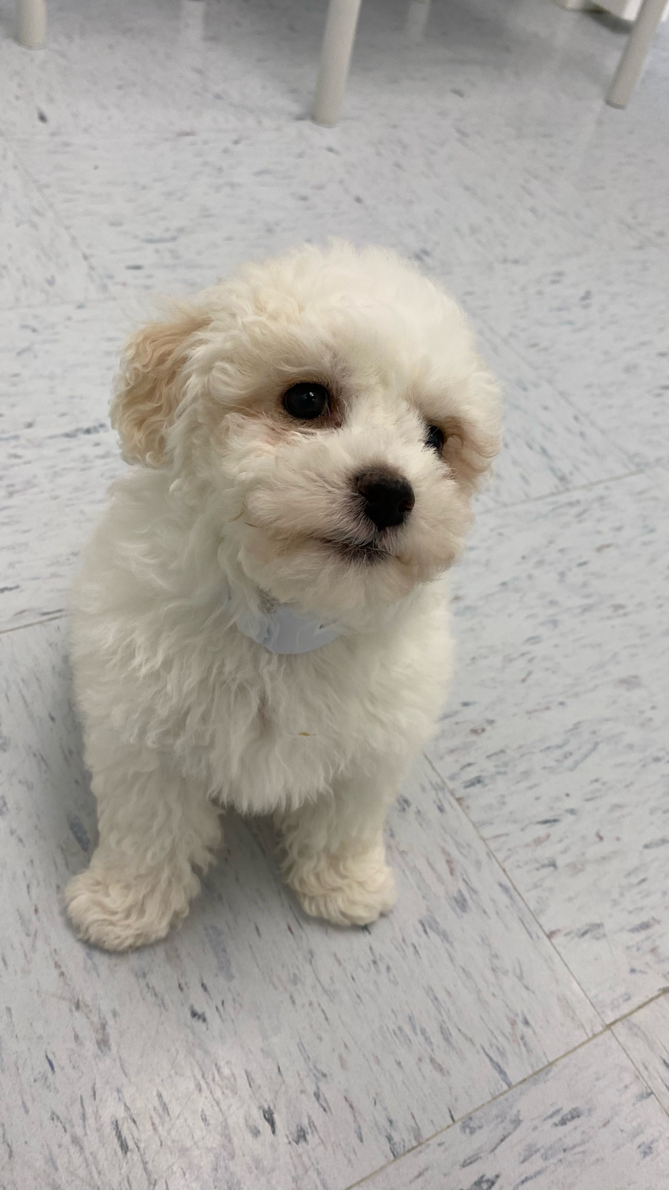 Cavachon Puppy For Sale