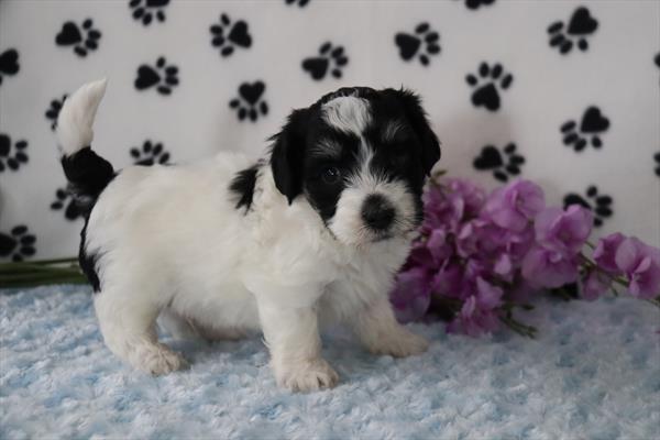 Havanese Puppy For Sale