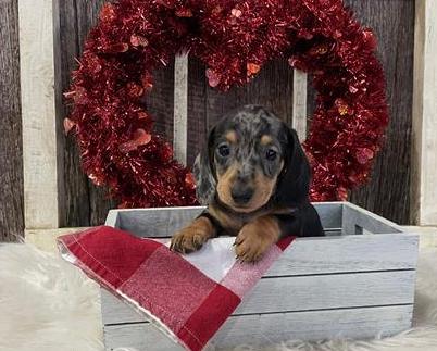 Dachshund Puppy For Sale