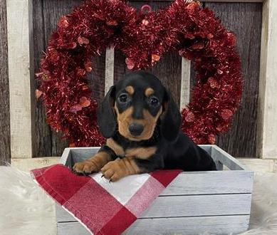 Dachshund Puppy For Sale