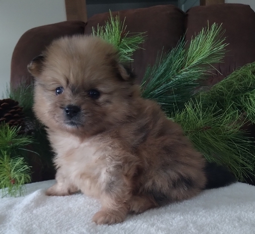 Pomeranian Puppy For Sale