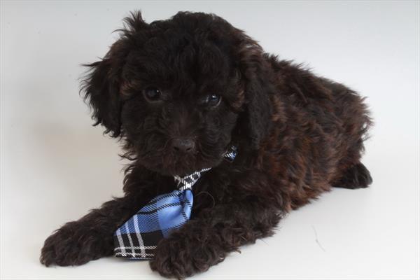 Poodle Puppy For Sale