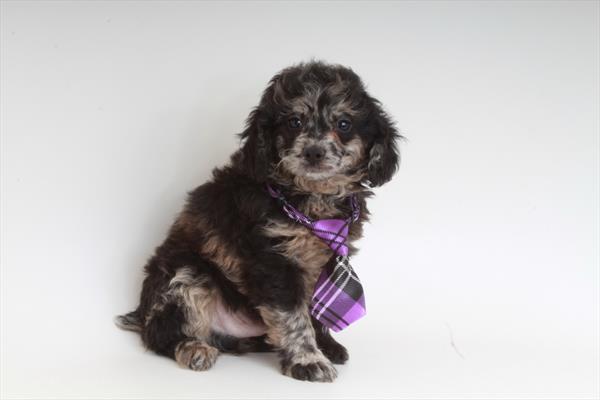 Poodle Puppy For Sale