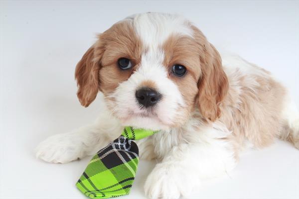 Cavapoo Puppy For Sale