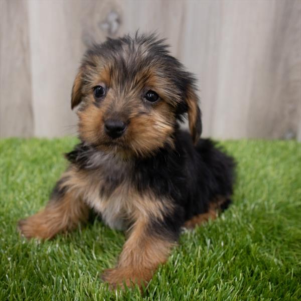 Yorkshire Terrier Puppy For Sale